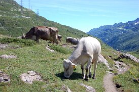 Cows on trail Cows on trail in Switzerland