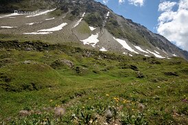 Flowers on trail, Nufenenpass, Switzerland Flowers on trail, Nufenenpass, Ticino, Switzerland