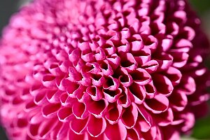 Macro_Mar 20 (08.36)