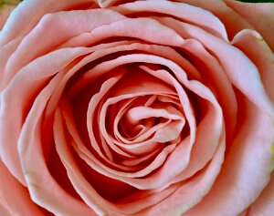 Macro_Apr 02 (12.37)