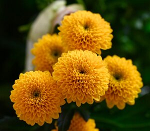 Macro_Apr 06 (16.09)