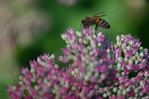 Macro_Sep 07 (12.44)