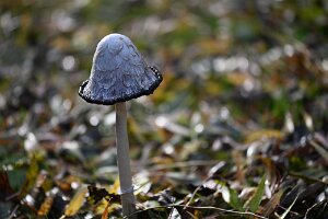 Macro_Nov 07 (12.12)